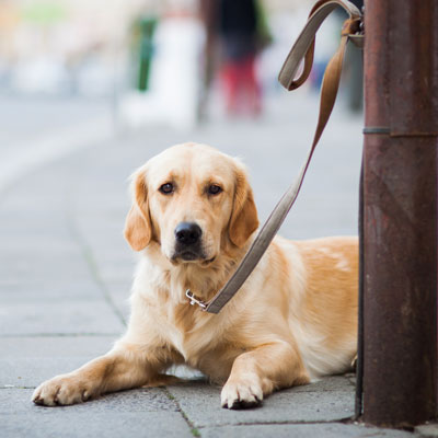 Hund aus dem Tierheim adoptieren