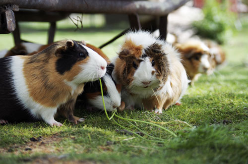Kleintiere aus dem Tierheim