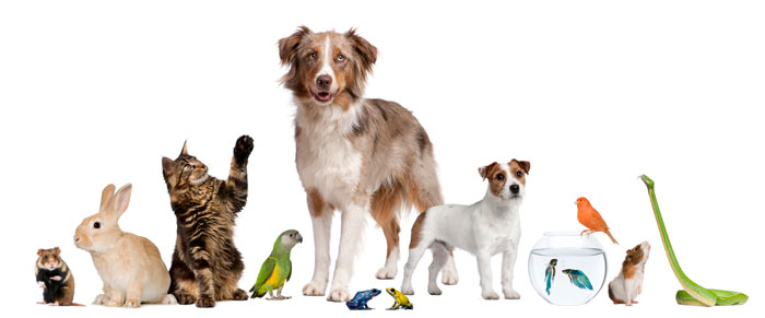 Hund, Katze und Kleintiere aus dem Tierheim