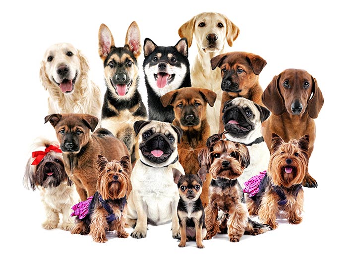 Verschiedene Hunderassen - vom kleinen Terrier bis zum Labrador