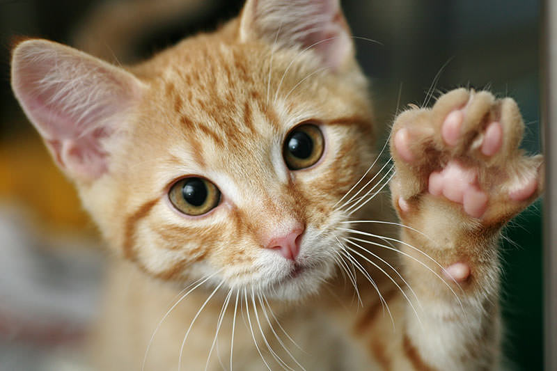 Katze fühlt sich im neuen Zuhause wohl