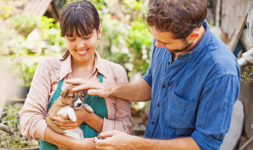 Ablauf der Hundevermittlung im Tierheim: Gespräch, Kennenlernen, Vorkontrolle, Vertrag