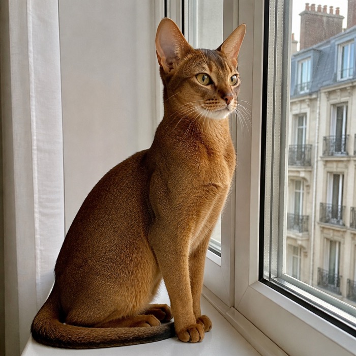 Abessinierkatze - Rasseportrait