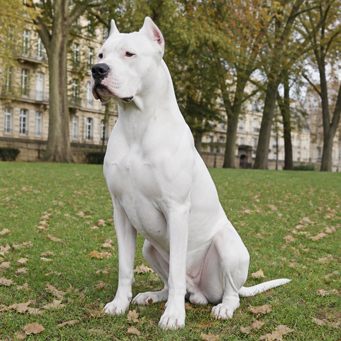 Dogo Argentino - Rasseportrait