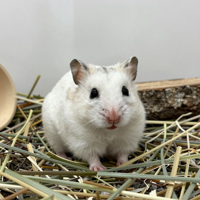 Hamster - Rasseportrait