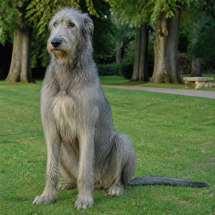 Irischer Wolfshund - Rasseportrait