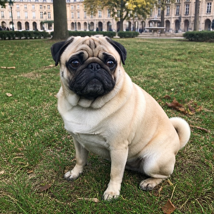 Mops - Rasseportrait