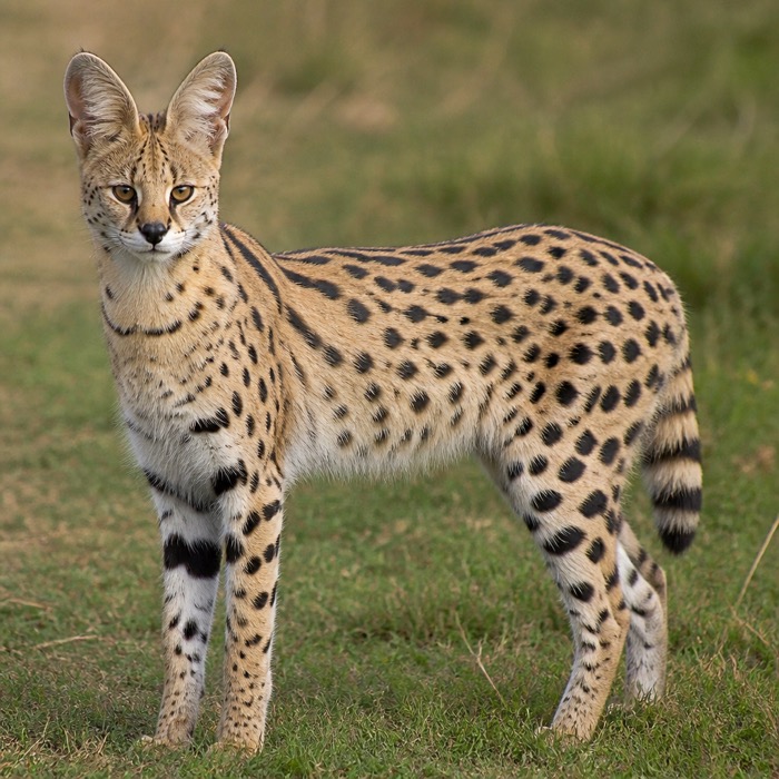 Servalkatze - Rasseportrait