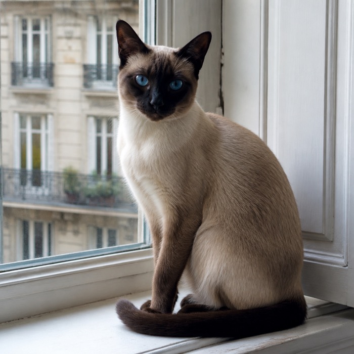 Siamkatze - Rasseportrait