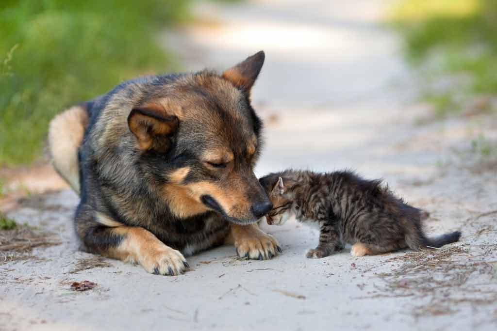 Hund und Katze aus dem Tierheim