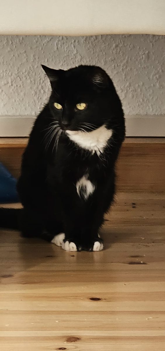 Katze