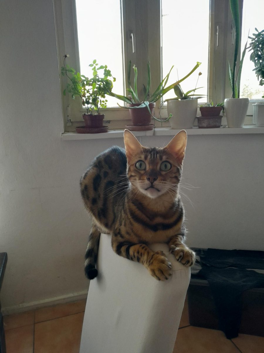 Katze