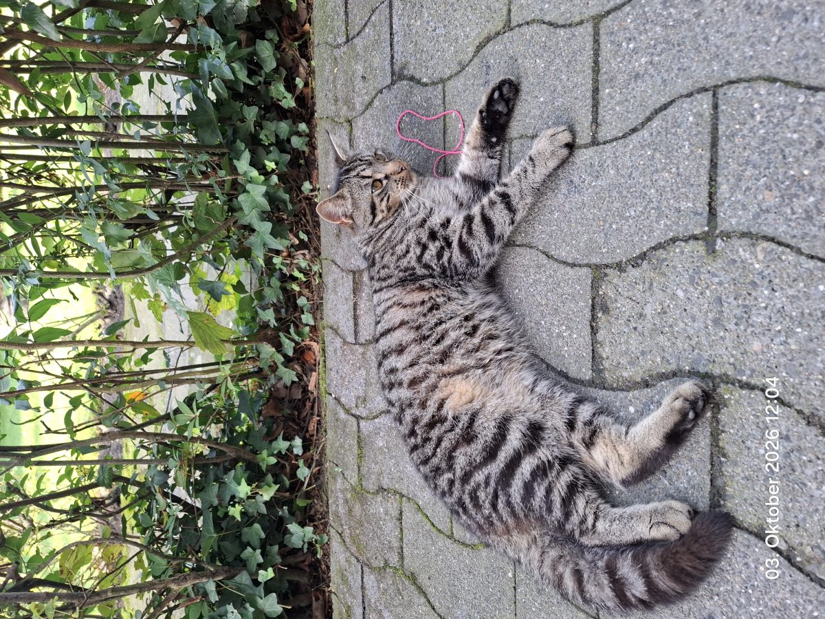 Katze