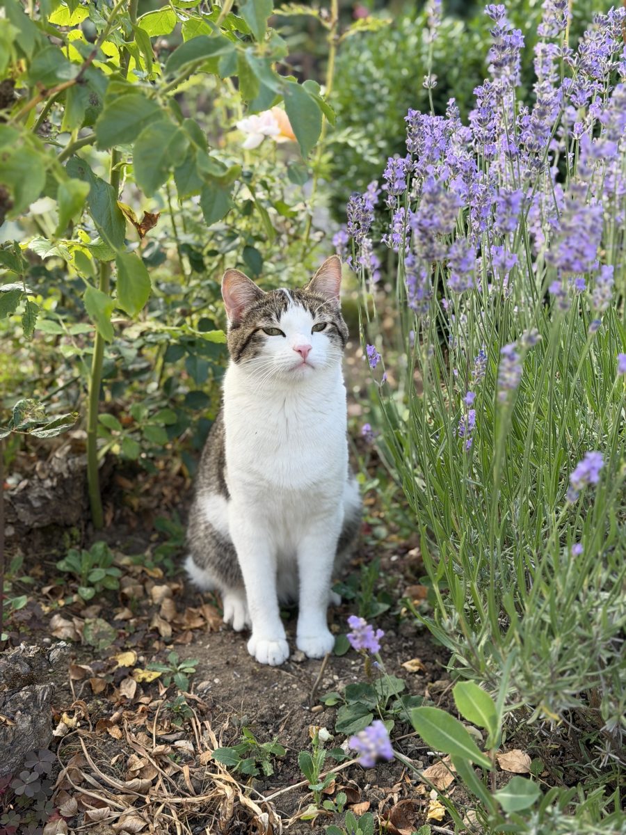Katze