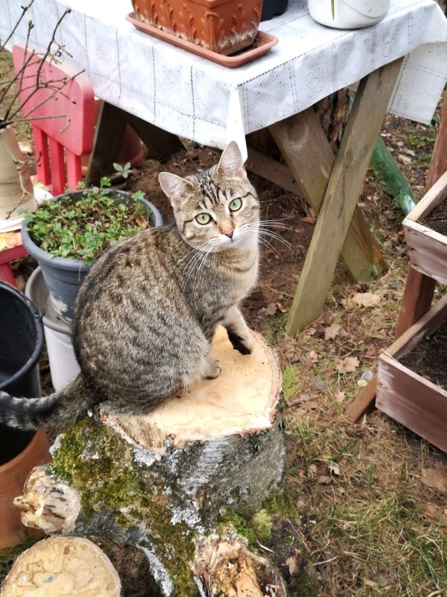 Katze