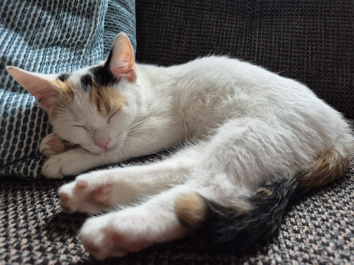 Katze