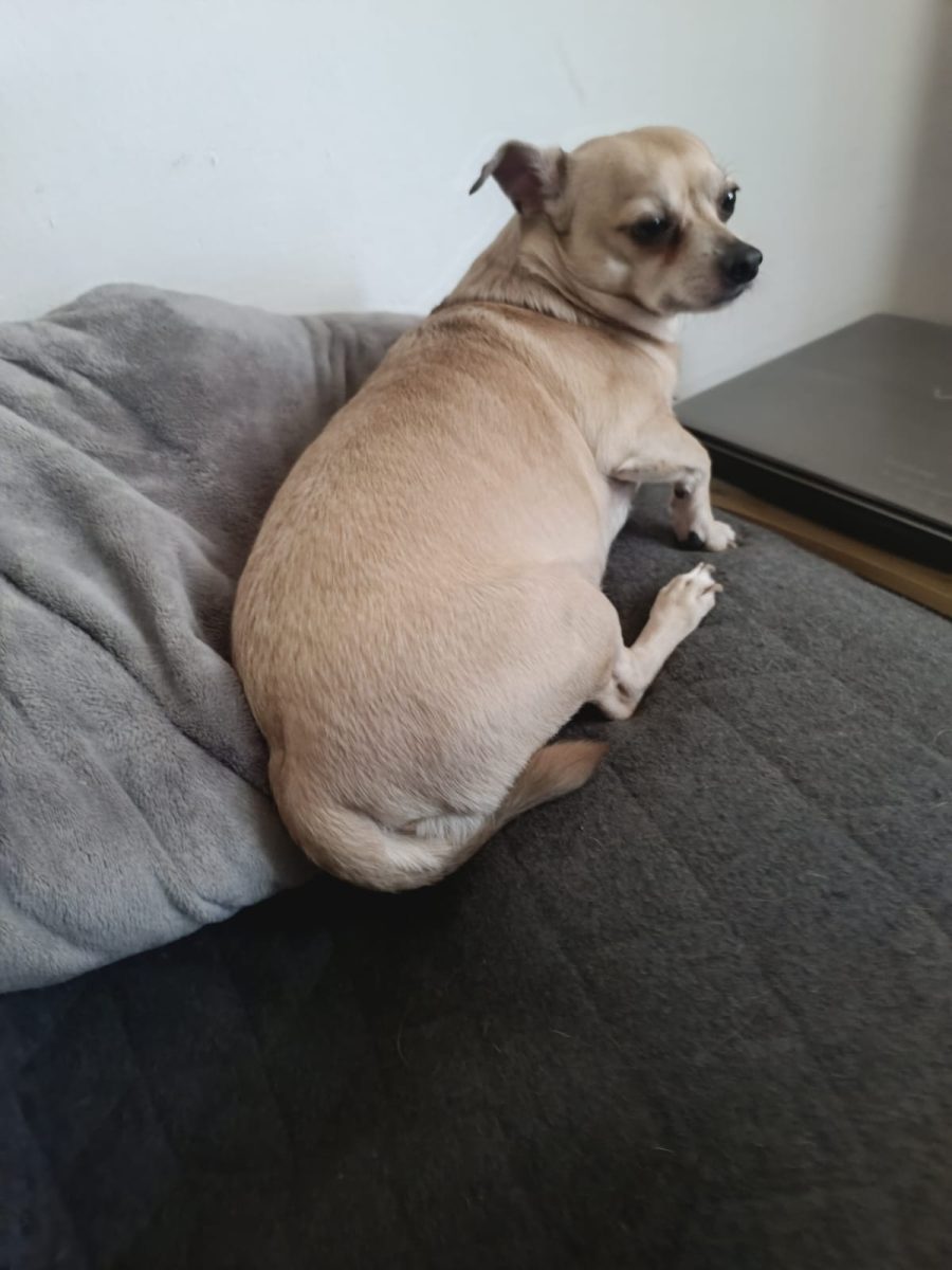 Hund