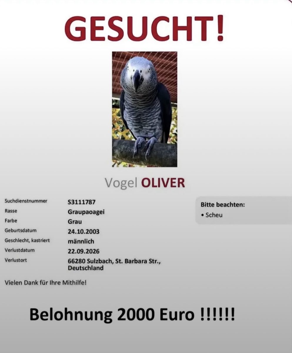 Vogel
