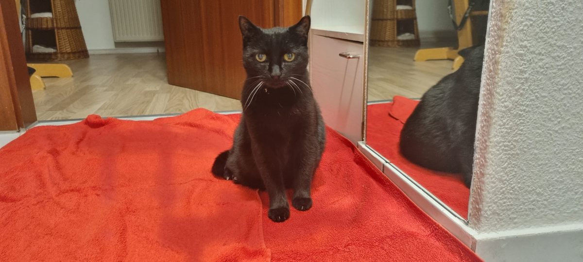 Katze