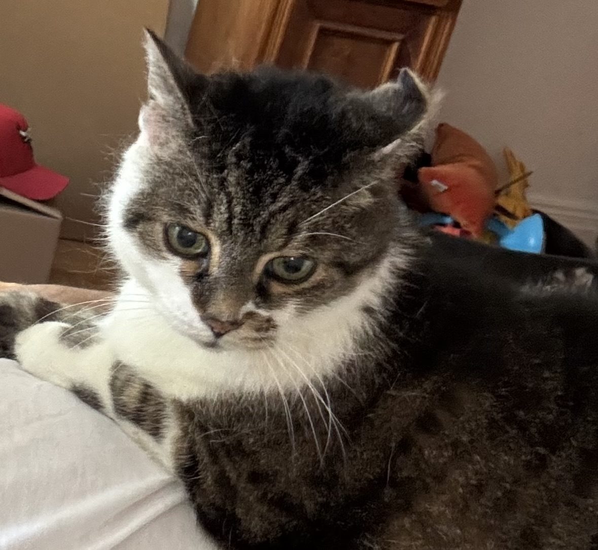 Katze