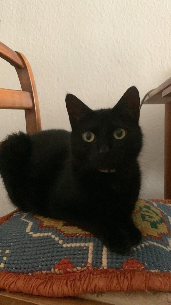 Katze