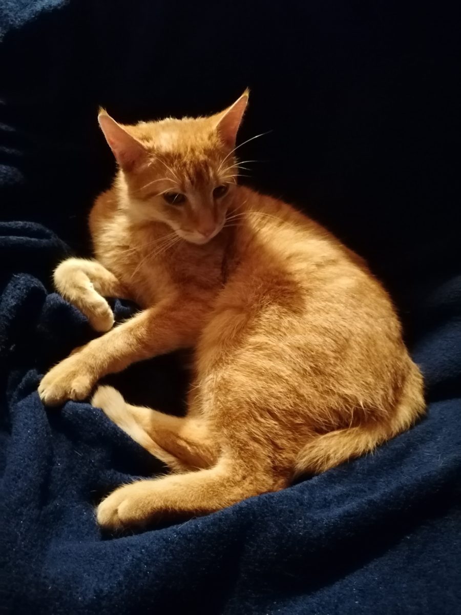 Katze