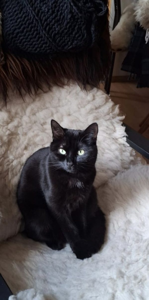 Katze