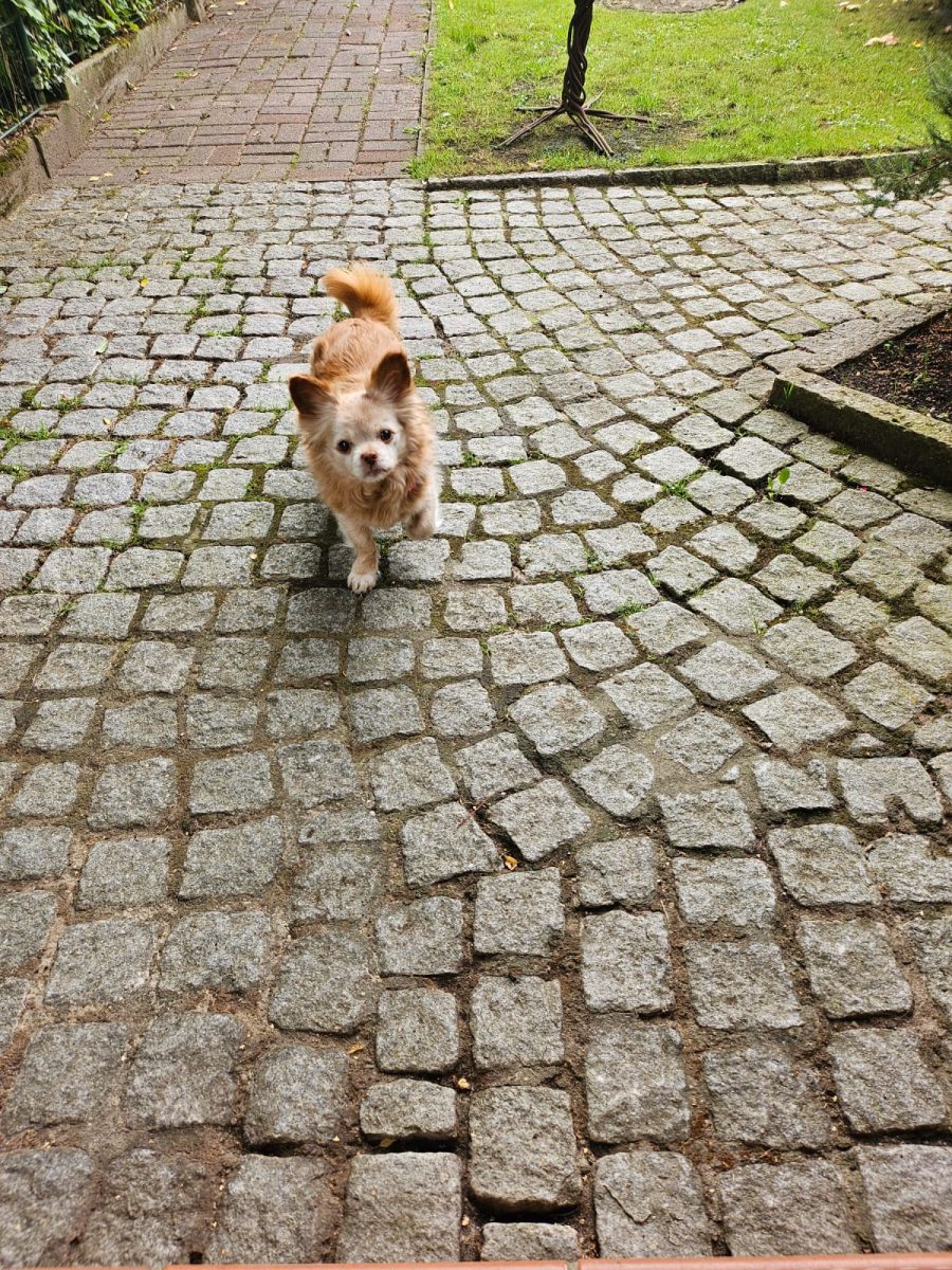 Hund