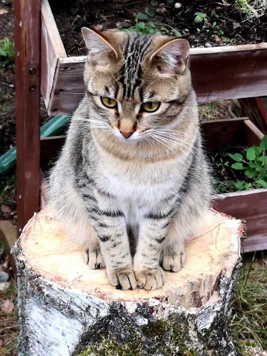 Katze