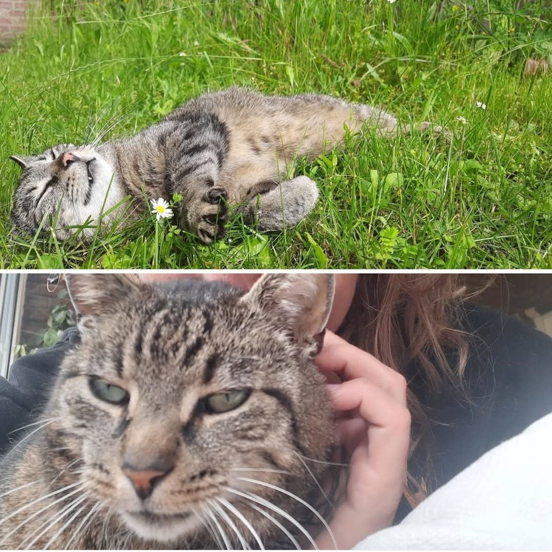 Katze