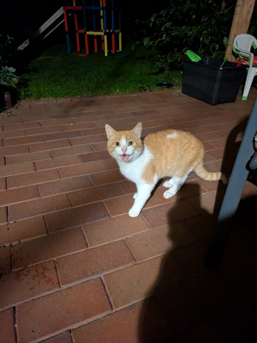 Katze