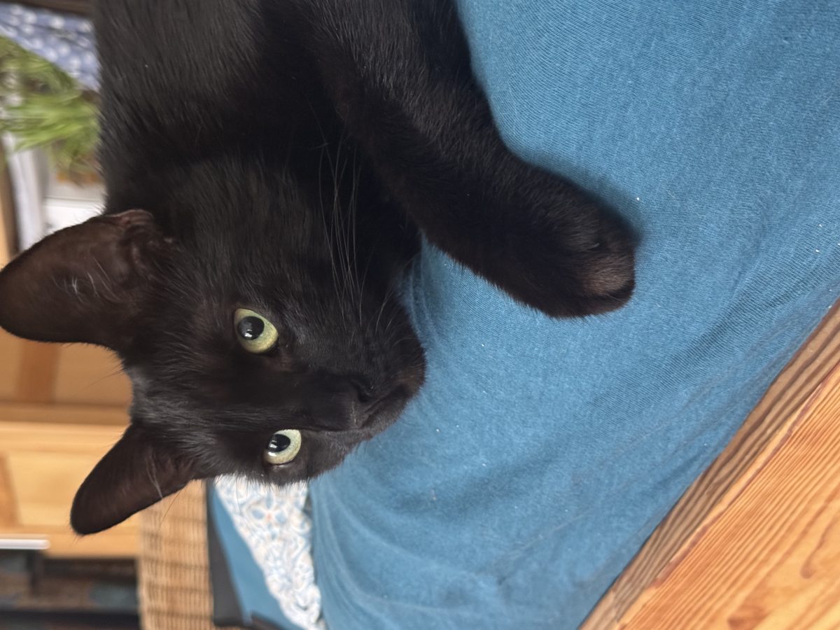 Katze