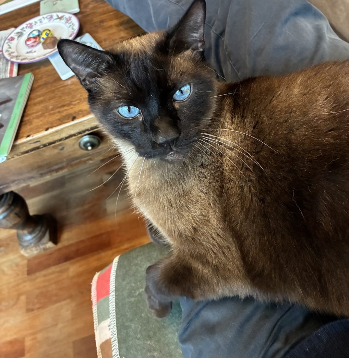 Katze