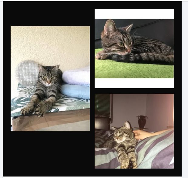 Katze
