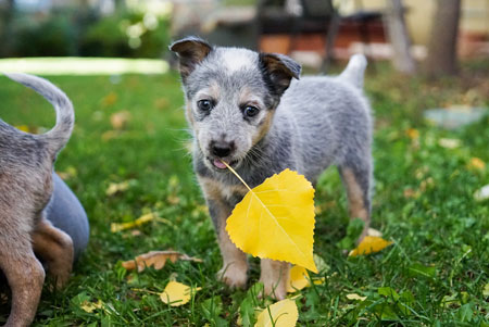 TIERFREUNDE & TIERHEIME ZUSAMMENBRINGEN