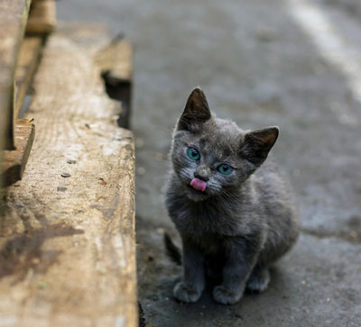 Katze aus dem Tierheim adoptieren